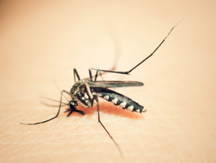 malaria liberia