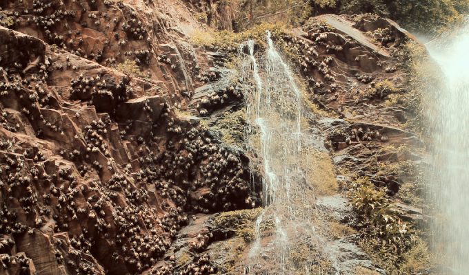 trip-ghana-5-7-bats-around-waterfall